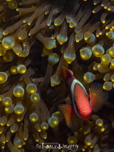 Clown Fish in Siquijor, The Philippines.  Taken on Oly E-... by Jan Morton 